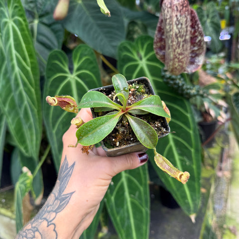 Nepenthes [(lowii x veitchii) x boschiana)] "Red Ruffled" x ( {(Rokko x boschiana) x [(Rokko x fusca) x spectabilis]} x Trusmadiensis ), CAR-1022