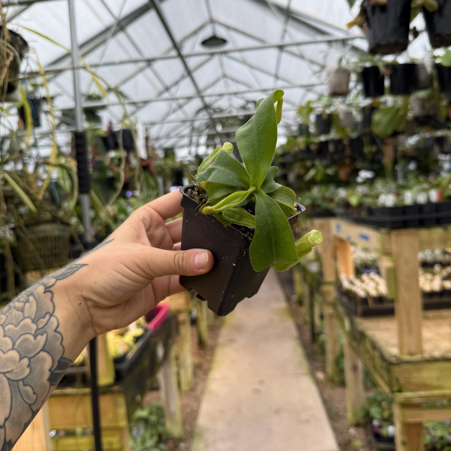 Nepenthes veitchii The Wave hybrid CAR-1024 in a small pot with broad green leaves under a greenhouse roof