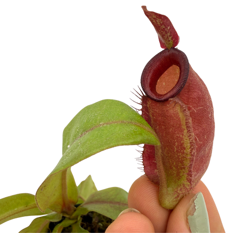 hand holding a red pitcher
