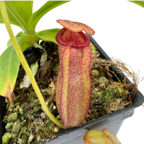 A close-up of a pitcher plant with a reddish-brown and yellow-green pitcher growing in a black plastic pot filled with soil, moss, and small green leaves, against a white background.