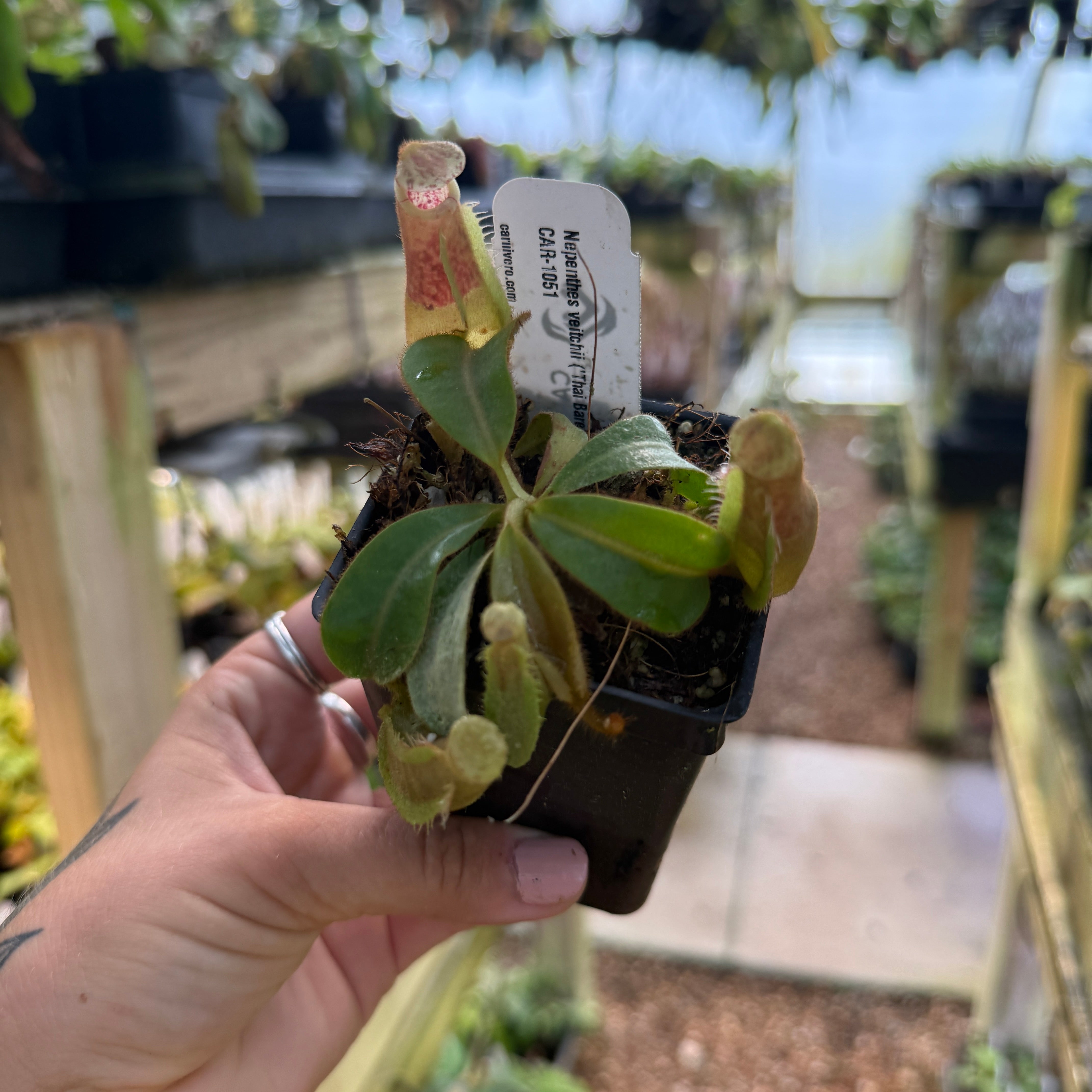 Nepenthes veitchii ('Thai Bareo Giant' x 'Candy Dreams'), CAR-1051