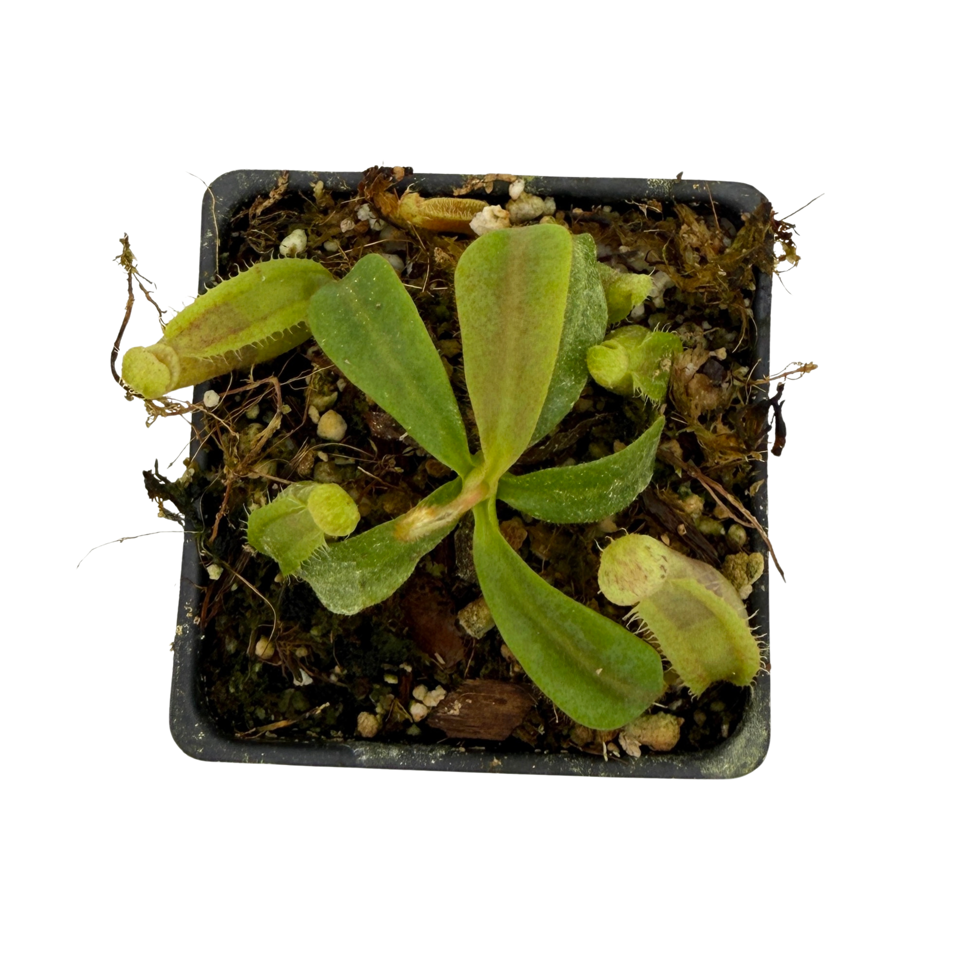 子供用 ナコヴィッツ バイオリン VN183 1/4サイズ セミハンドメイドF Nepenthes veitchii ('Thai Bareo Giant' x 'Candy Dreams'), CAR-1051