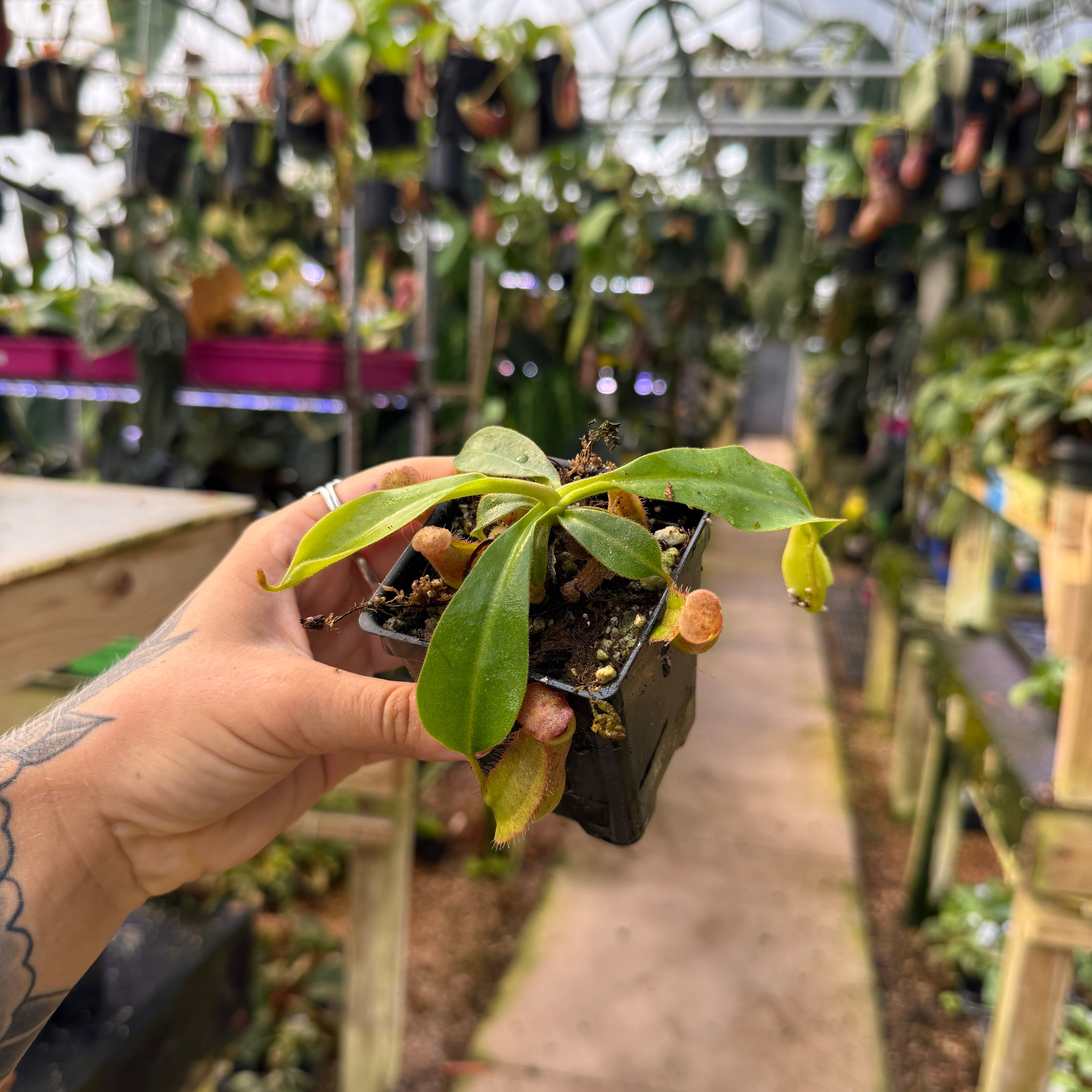 Nepenthes 'Red Dragon' x veitchii 'Knucklehead', CAR-1052 – Carnivero