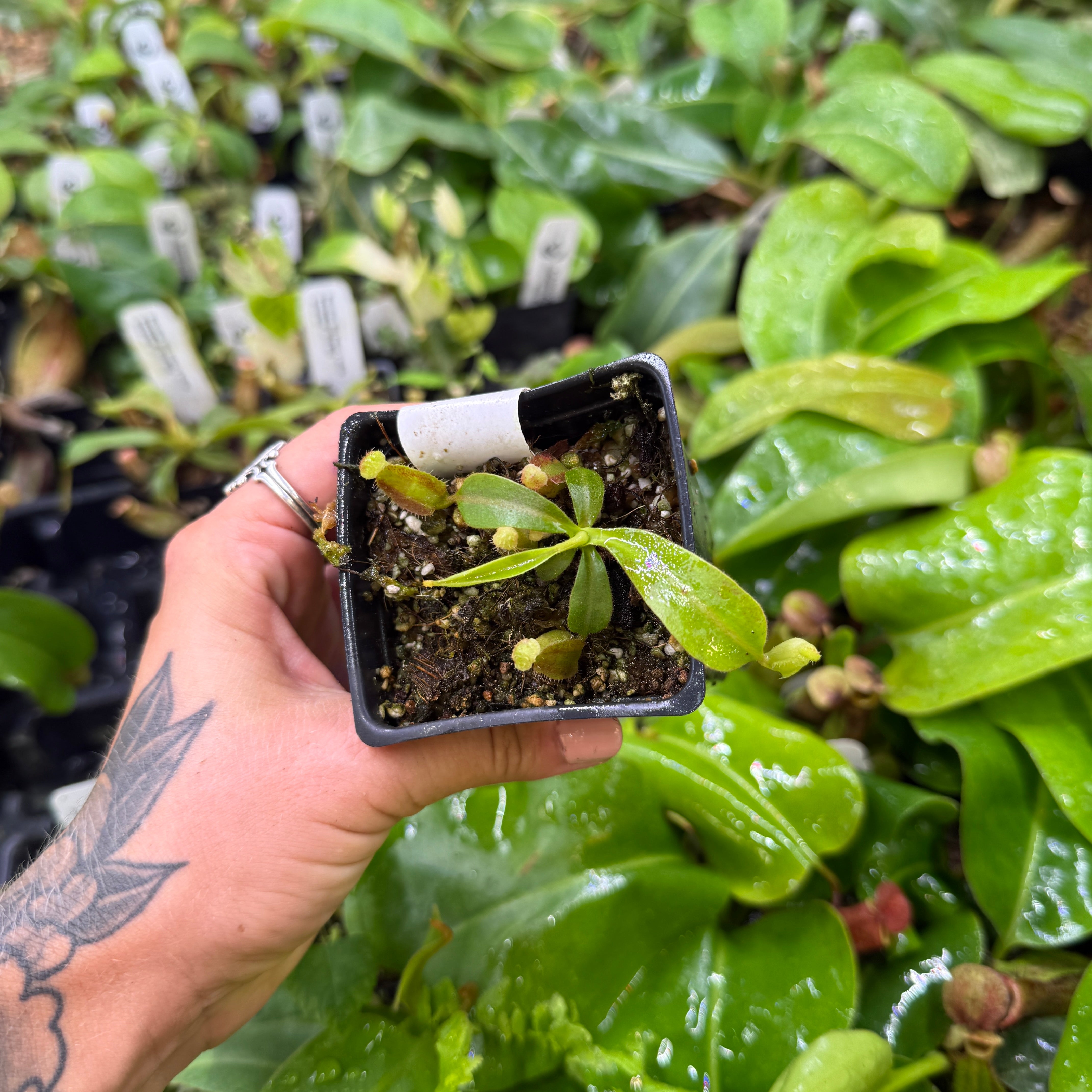Nepenthes 'Red Dragon' x veitchii 'Knucklehead', CAR-1052 – Carnivero