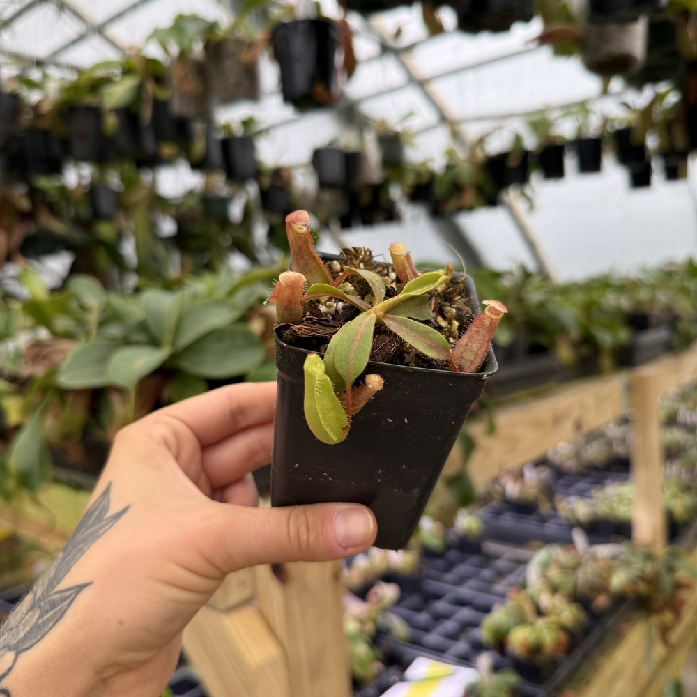 Nepenthes 'Red Dragon' x veitchii 'Knucklehead', CAR-1052 – Carnivero
