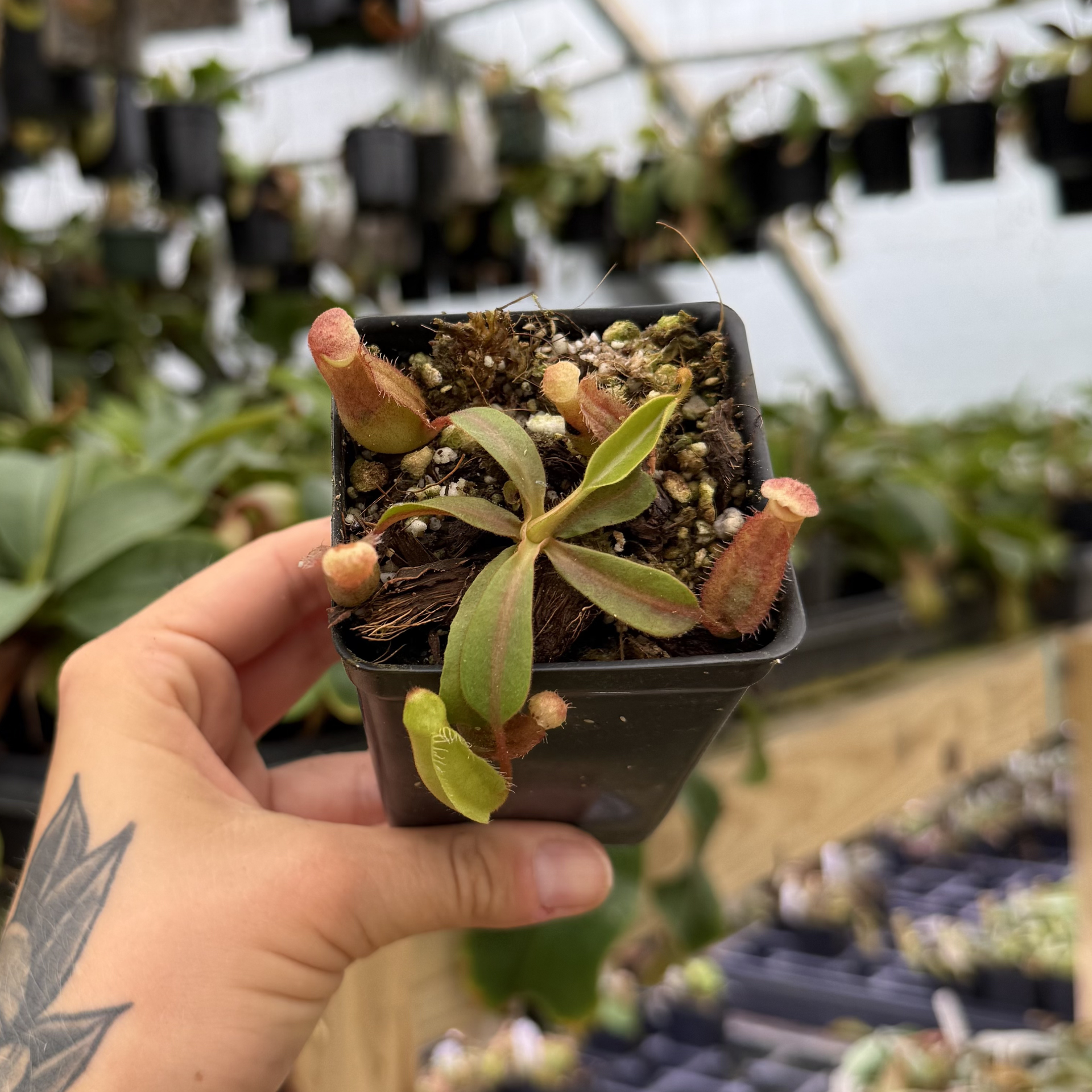 Nepenthes 'Red Dragon' x veitchii 'Knucklehead', CAR-1052 – Carnivero