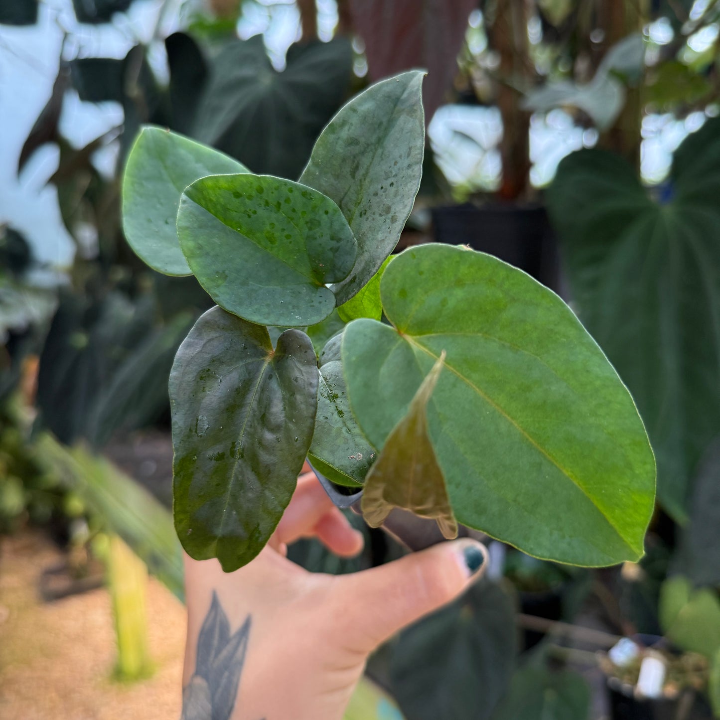 anthurium besseae aff care Anthurium besseae aff x sp. nov DF, CAR-1054 – Carnivero