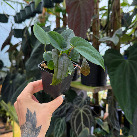 Hand holding a small potted plant in a greenhouse setting