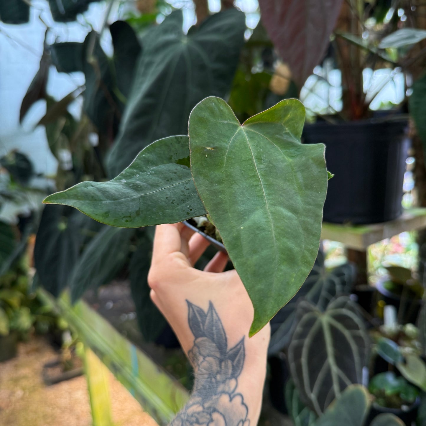 Hand holding a large green leaf with a blurred indoor plant setting