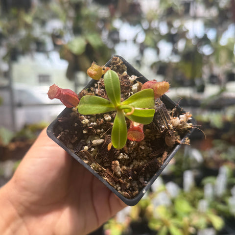 top view of a small pitcher plant