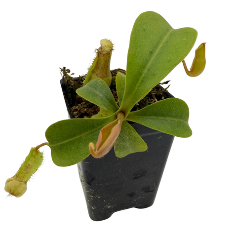 A small potted carnivorous pitcher plant with green leaves and pale yellow-green hanging pitchers, shown in a black plastic nursery pot on a white background.