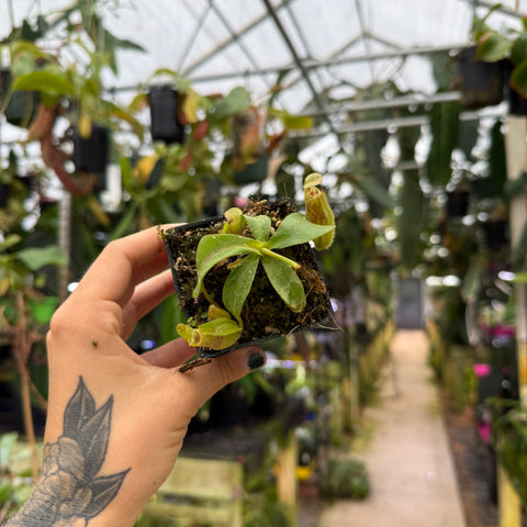 Hand holding a small potted plant in a greenhouse setting