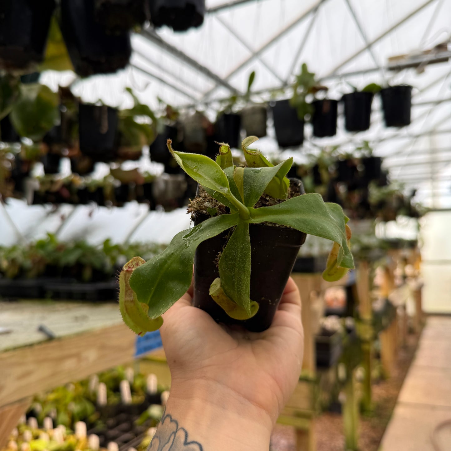 Hand holding a small potted pitcher plant in a greenhouse setting with hanging pots in the background.