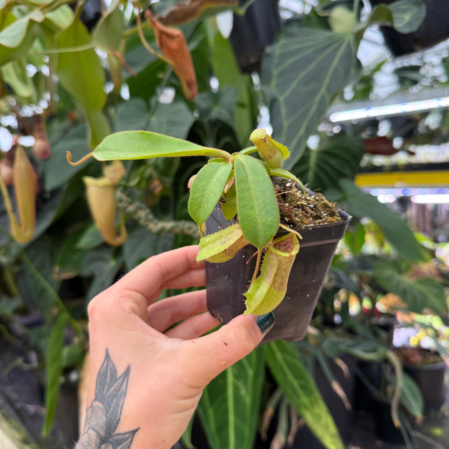 medium-sized pitcher plant with red and green pitchers