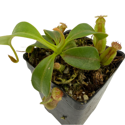 Nepenthes 'Song of Melancholy' x macrophylla, CAR-1071