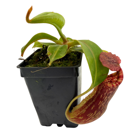 Potted carnivorous plant with red and green leaves on a white background