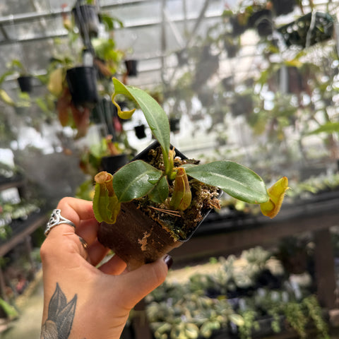 A hand with a tattoo holds a small potted pitcher plant inside a greenhouse, with other plants and glass structures blurred in the background.