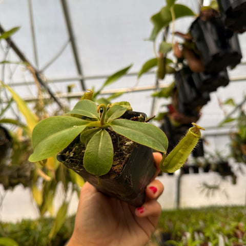 hand holding a potted nepenthes with green pitchers 