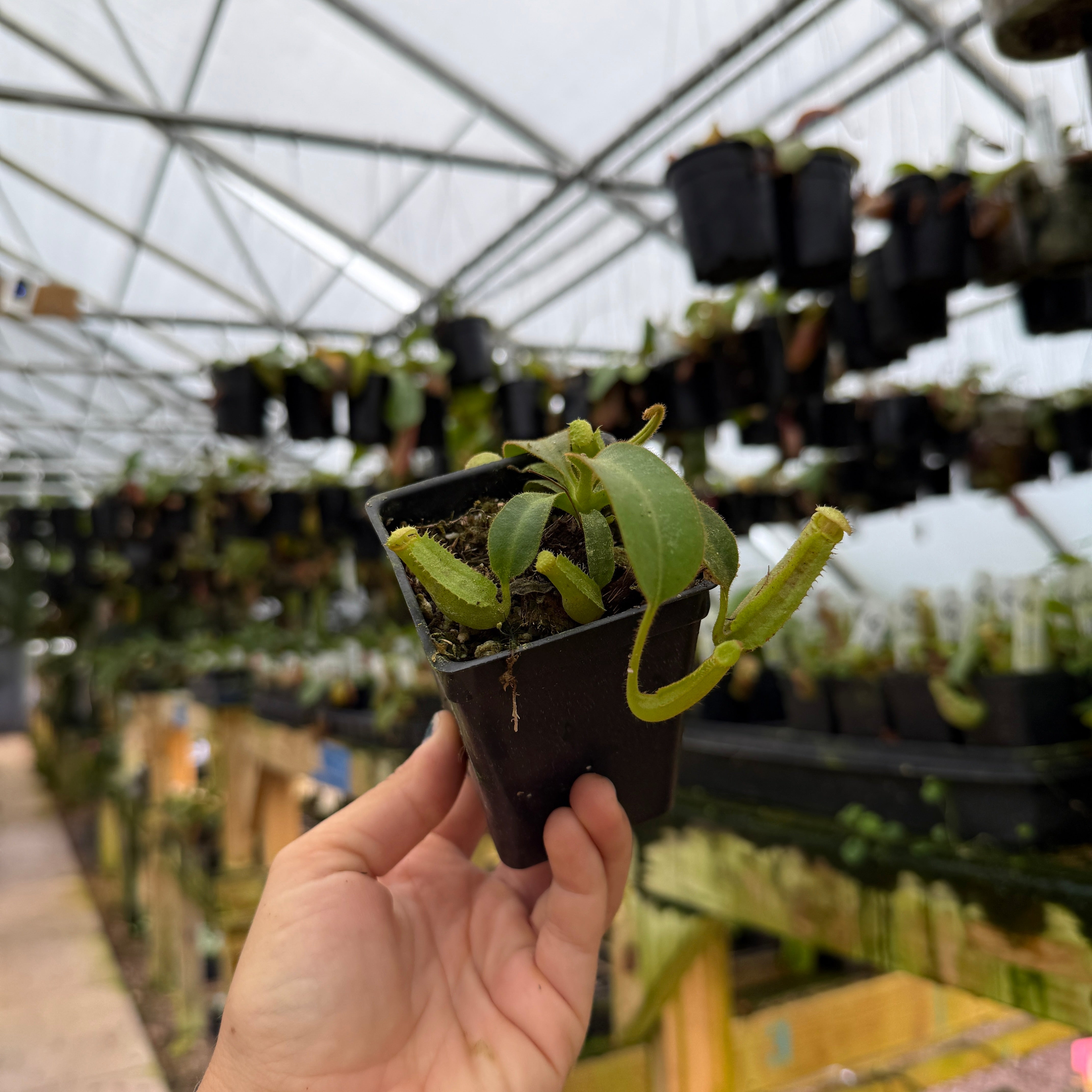 Nepenthes veitchii JB x (lowii x veitchii), CAR-1086 – Carnivero