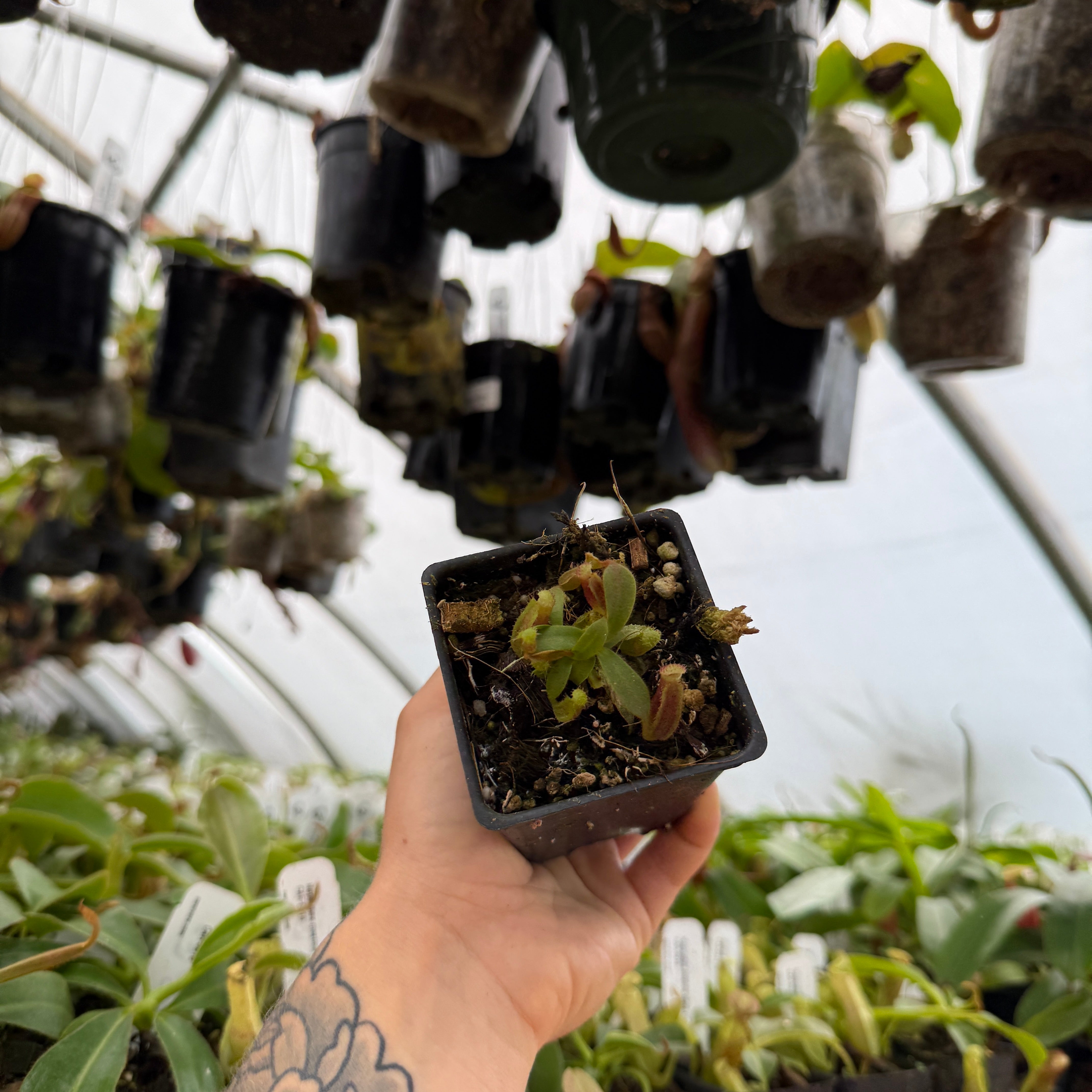 Nepenthes veitchii JB x (lowii x veitchii), CAR-1086 – Carnivero