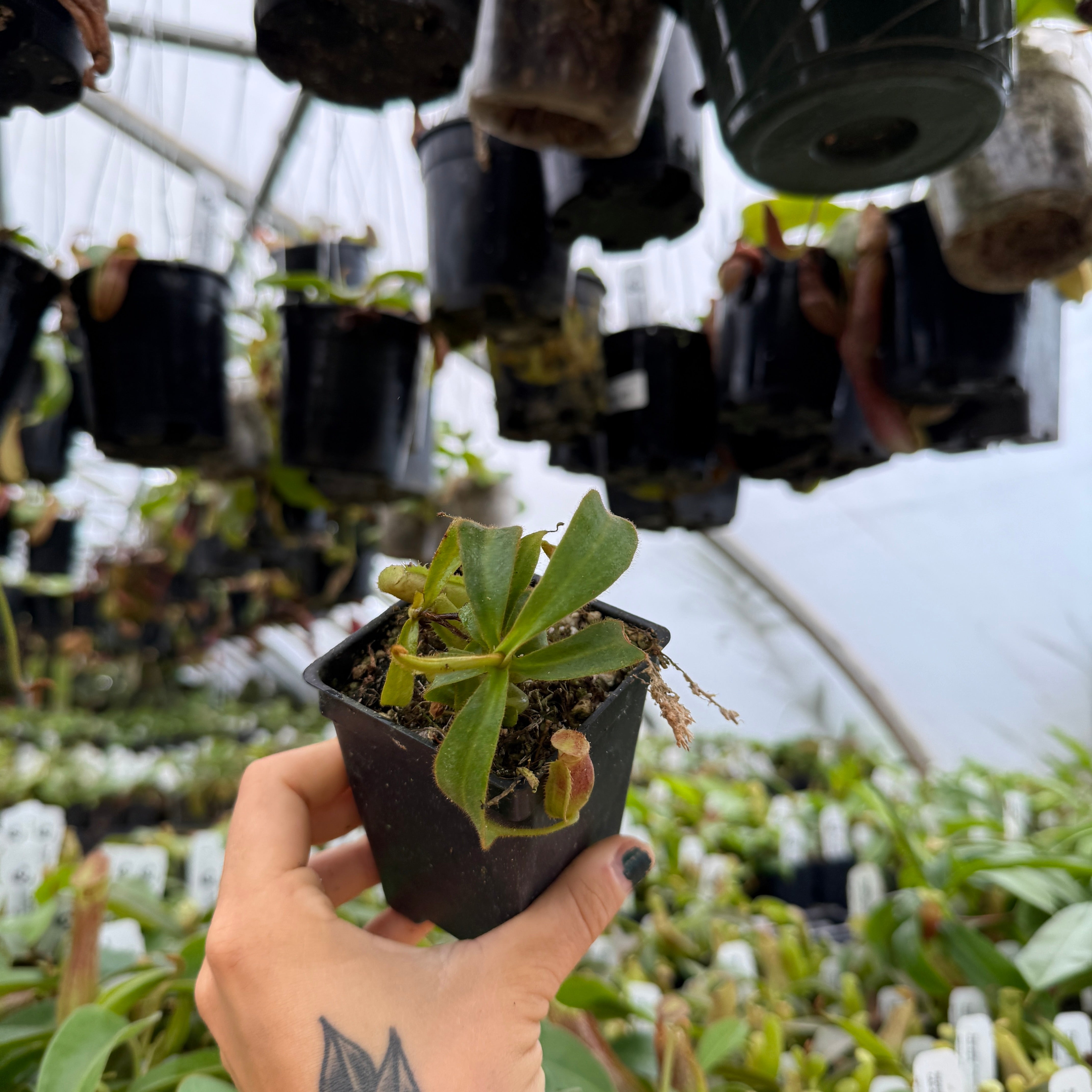 Nepenthes veitchii JB x (lowii x veitchii), CAR-1086 – Carnivero