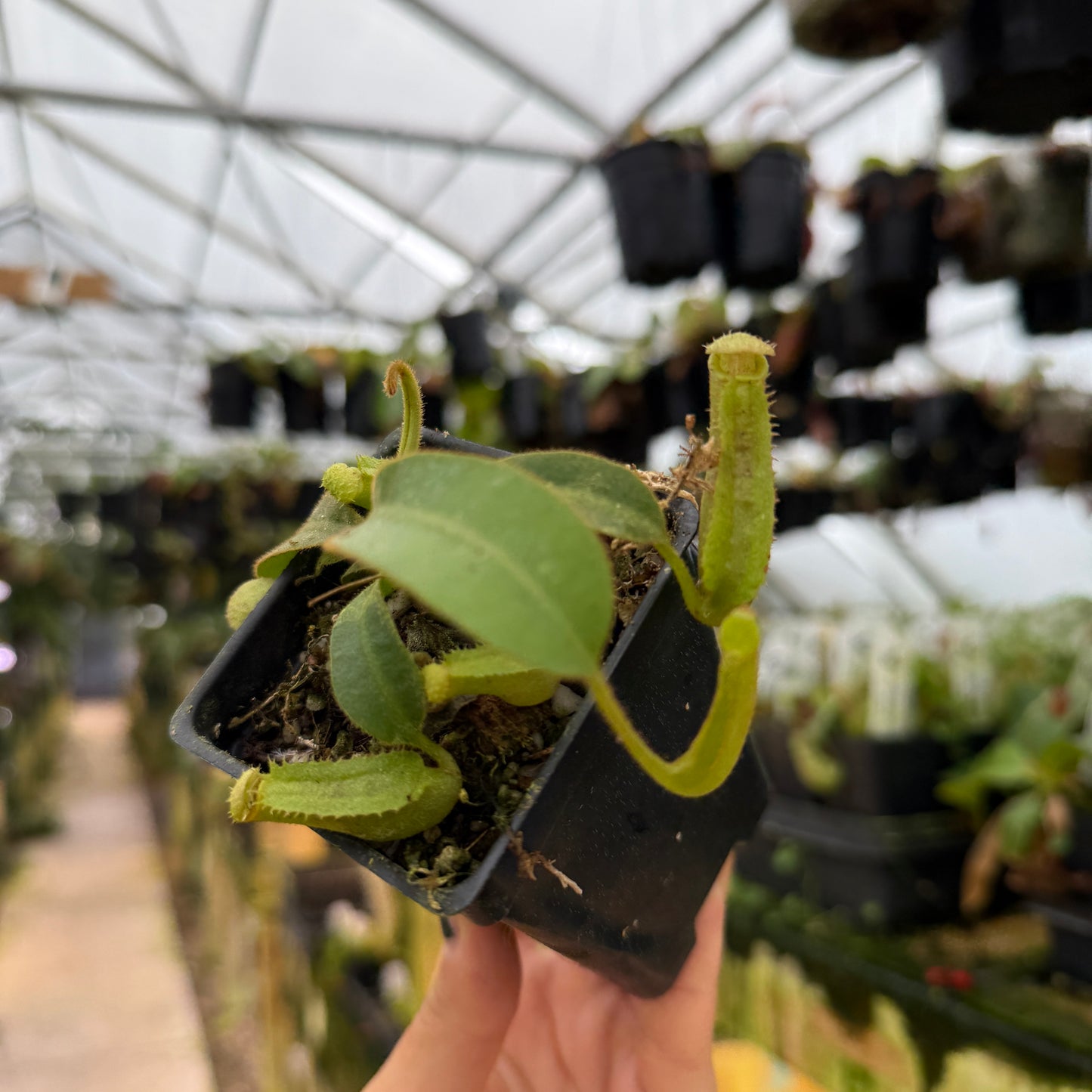Small potted plant held in a greenhouse with other plants in the background
