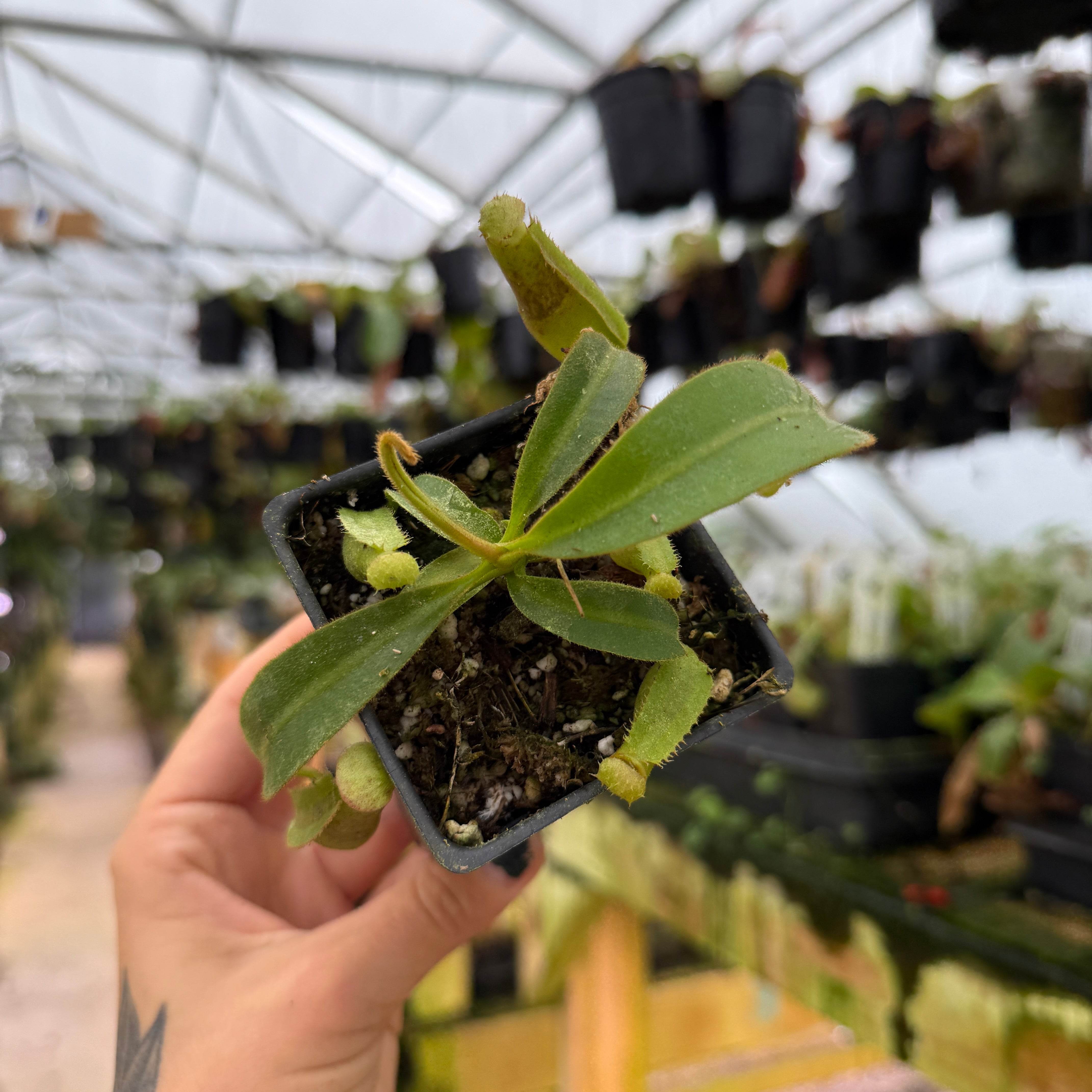 Nepenthes veitchii JB x (lowii x veitchii), CAR-1086 – Carnivero