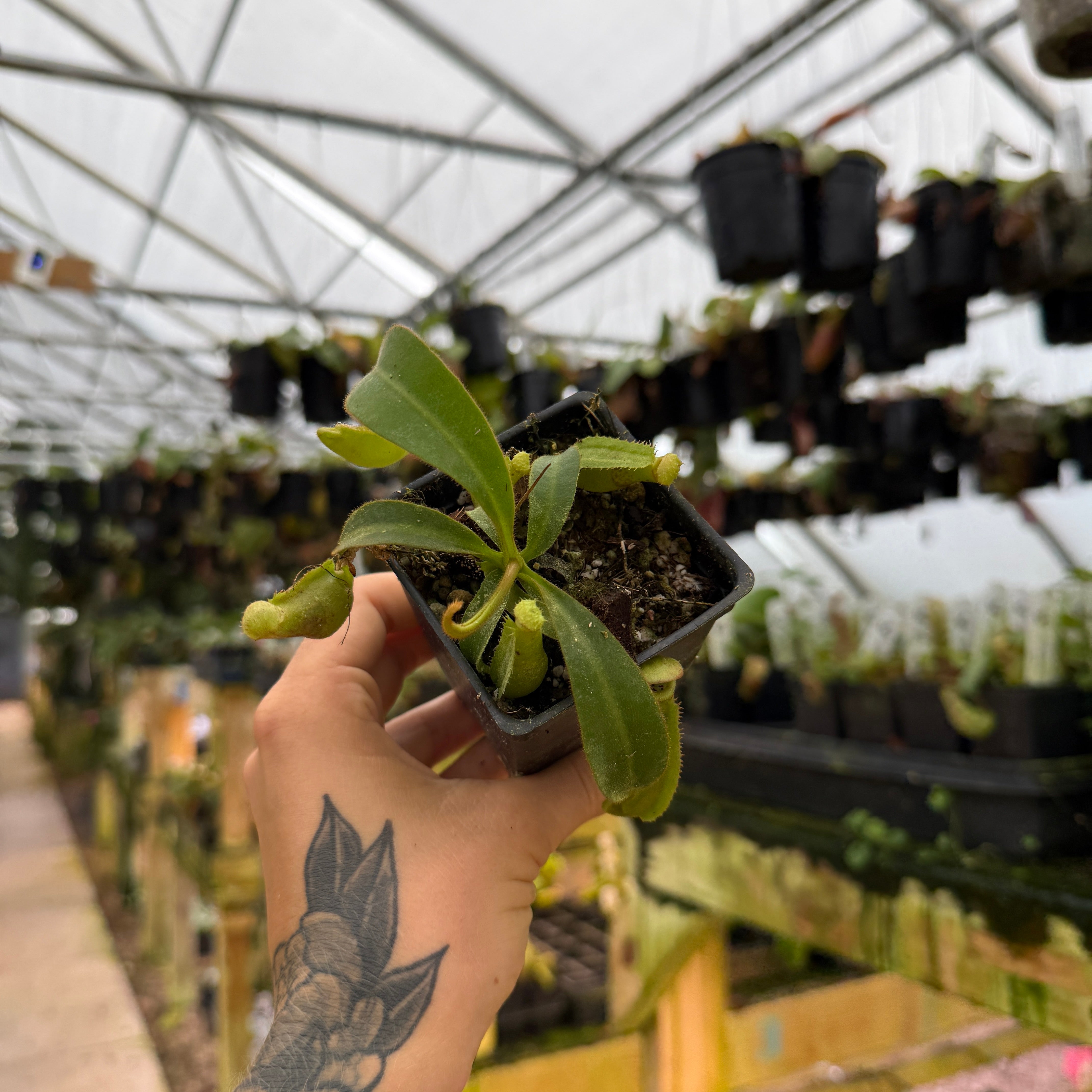 Nepenthes veitchii JB x (lowii x veitchii), CAR-1086 – Carnivero