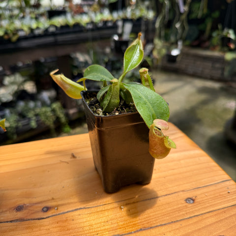 Nepenthes veitchii (Murud x Candy) x (sibuyanensis x robcantleyi), CAR-1087