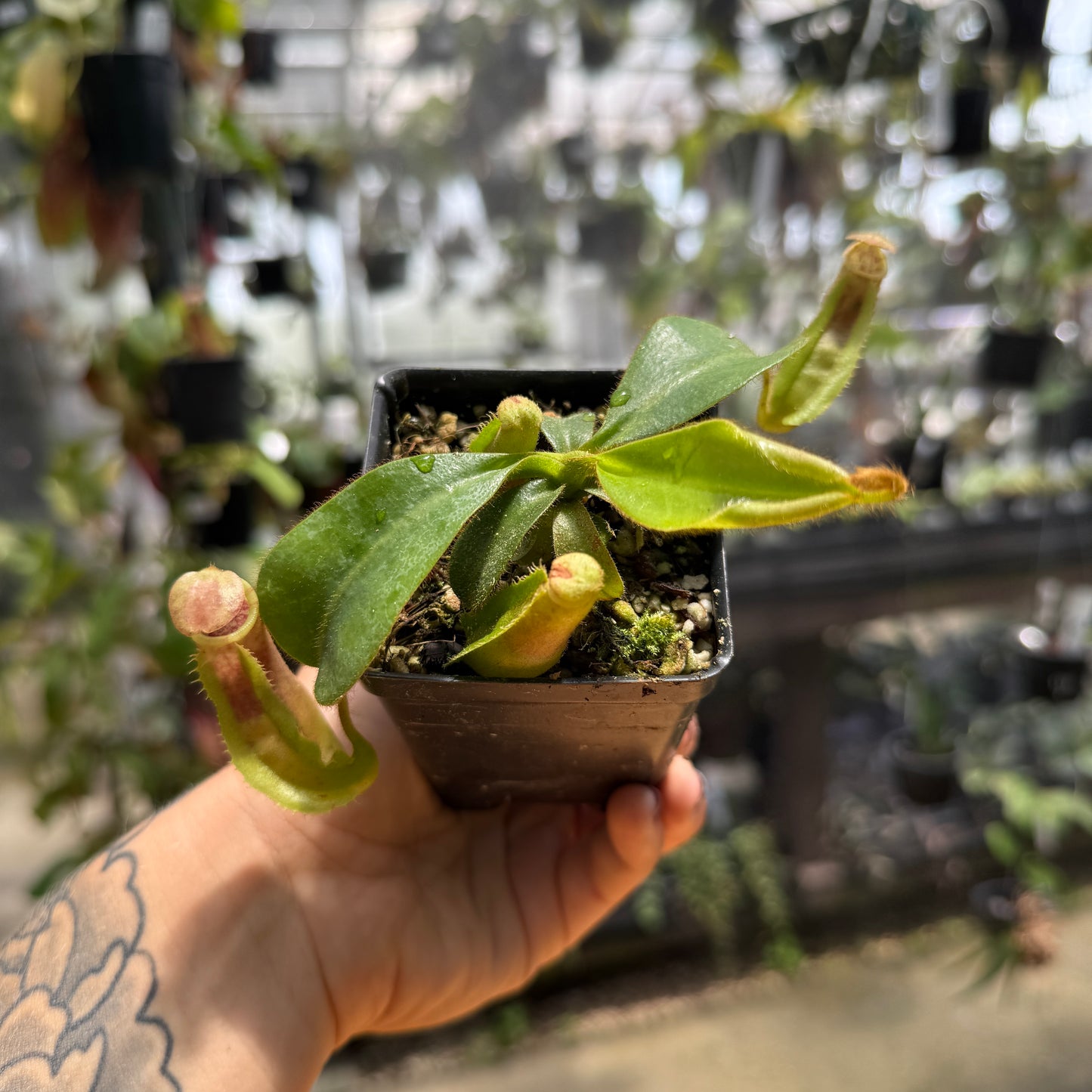 Nepenthes veitchii (Murud x Candy) x (sibuyanensis x robcantleyi), CAR-1087