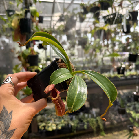 Nepenthes (lowii x ventricosa) x {'Song of Melancholy' x [(lowii x veitchii) x boschiana]}, CAR-1088