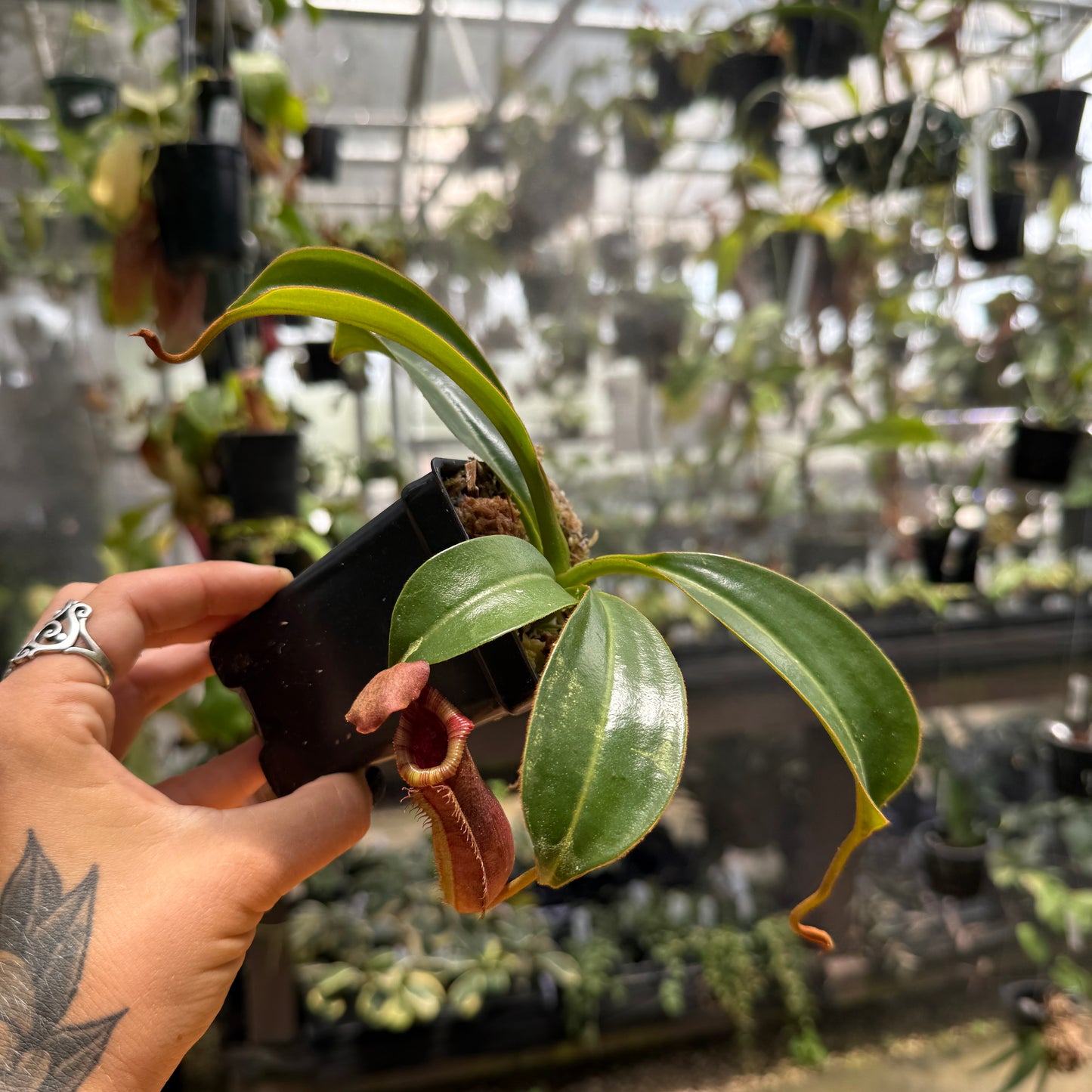 Nepenthes (lowii x ventricosa) x {'Song of Melancholy' x [(lowii x veitchii) x boschiana]}, CAR-1088