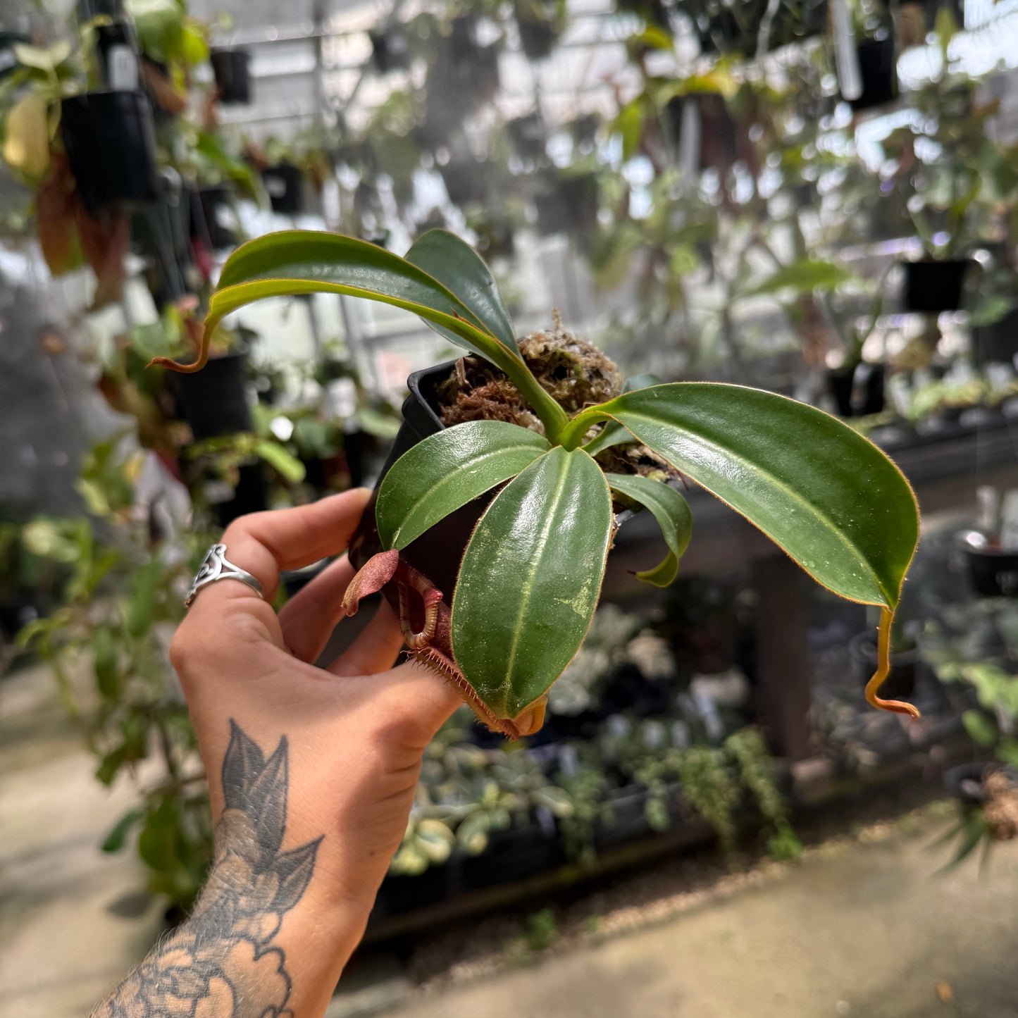 Nepenthes (lowii x ventricosa) x {'Song of Melancholy' x [(lowii x veitchii) x boschiana]}, CAR-1088