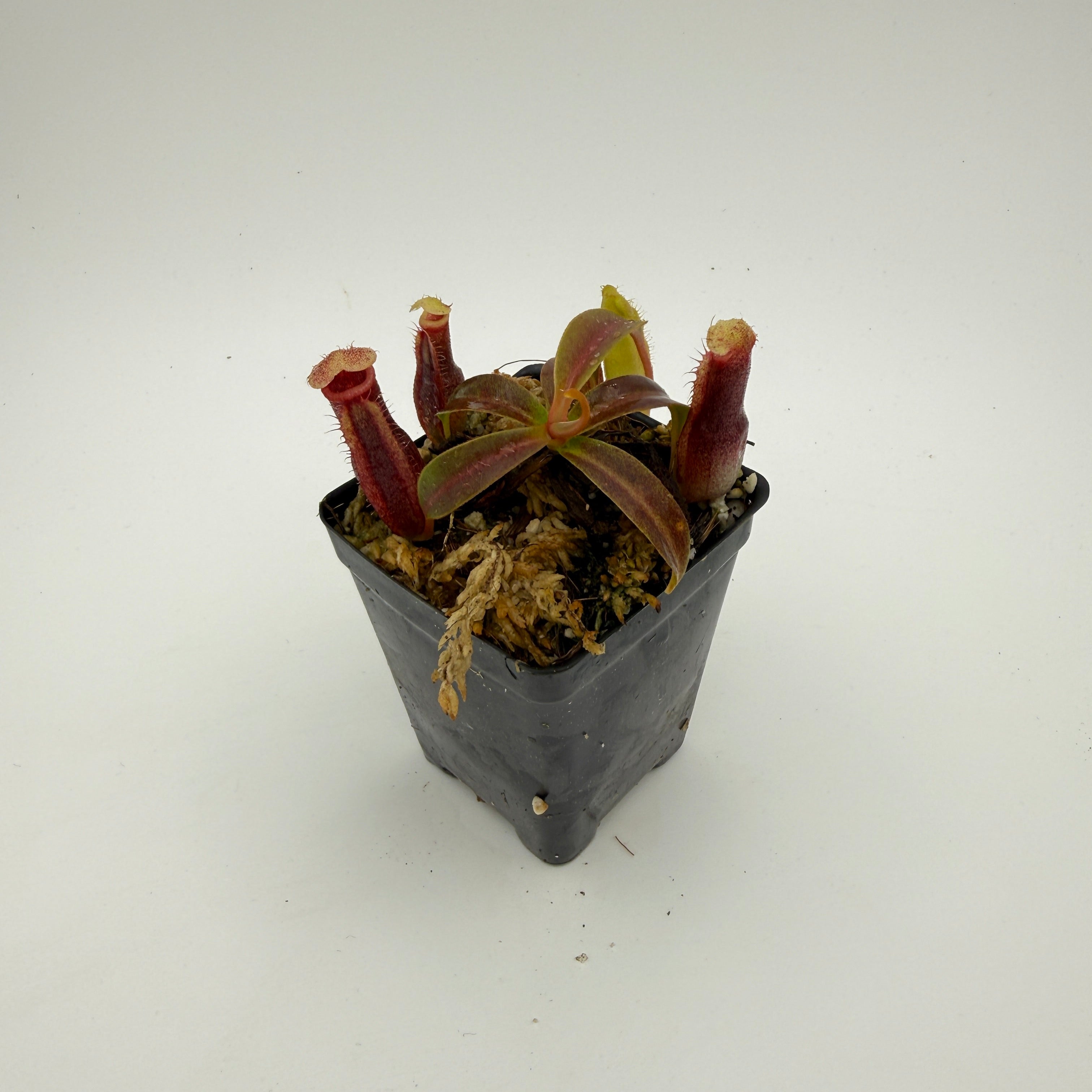 Nepenthes (spathulata x spectabilis) x edwardsiana, CAR-1096
