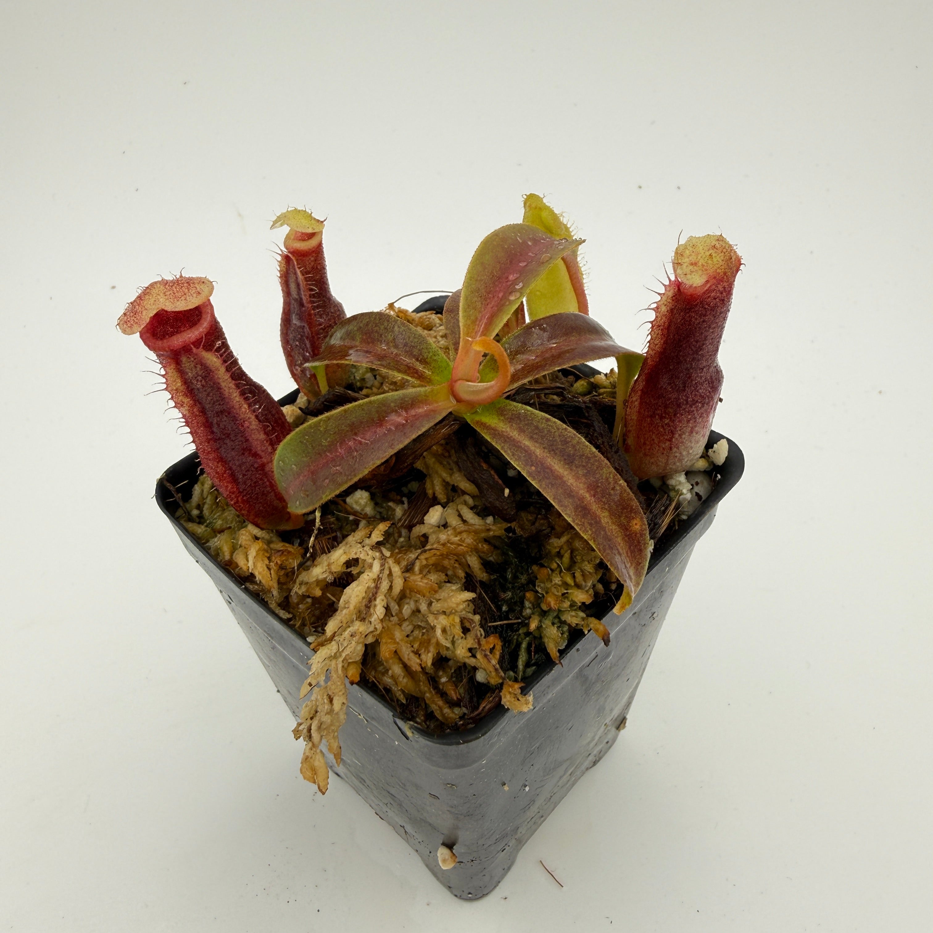 Nepenthes (spathulata x spectabilis) x edwardsiana, CAR-1096