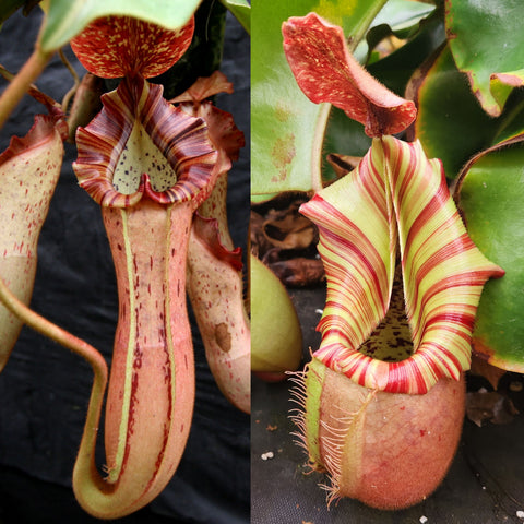 Two Nepenthes hybrids showing distinct pitchers; left red speckled tubular form, right pale yellow green with red stripes.