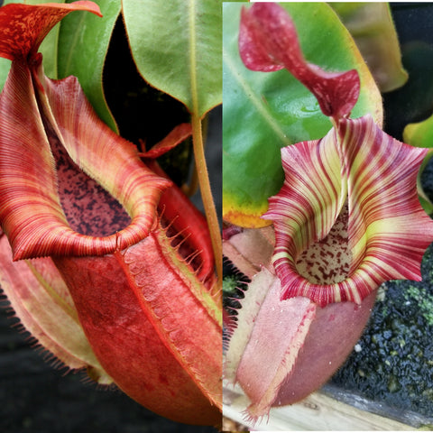 Split image of Nepenthes hybrid showing two pitchers left tall red striped form right pale striped green and red.
