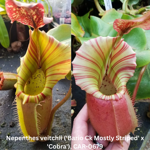 Two Nepenthes veitchii seed pod hybrids with bold striped pitchers, left yellow with red stripes and right pale green with red stripes.