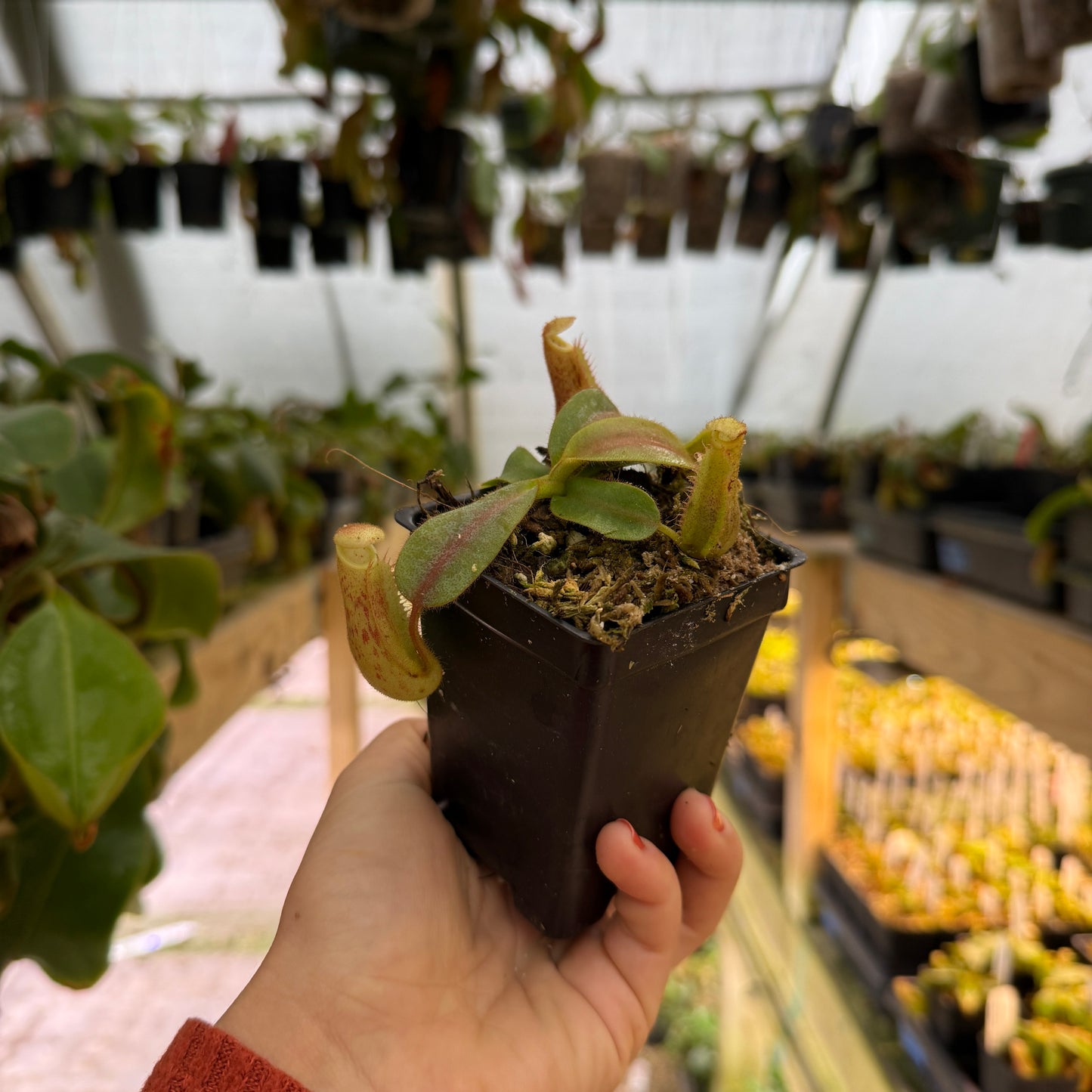 pitcher plant in a pot 