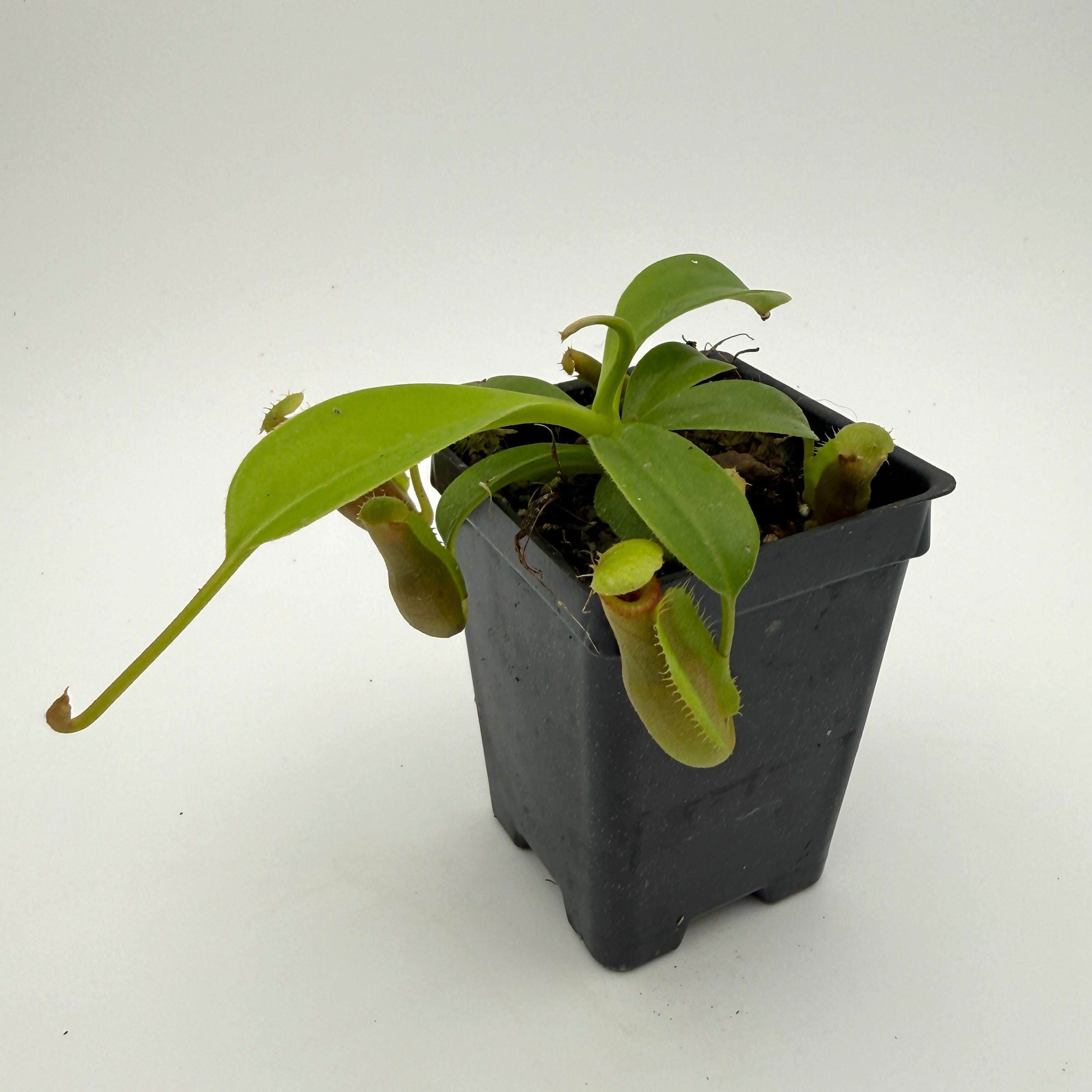 Nepenthes (spathulata x jacquelineae) x macrophylla, CAR-1103