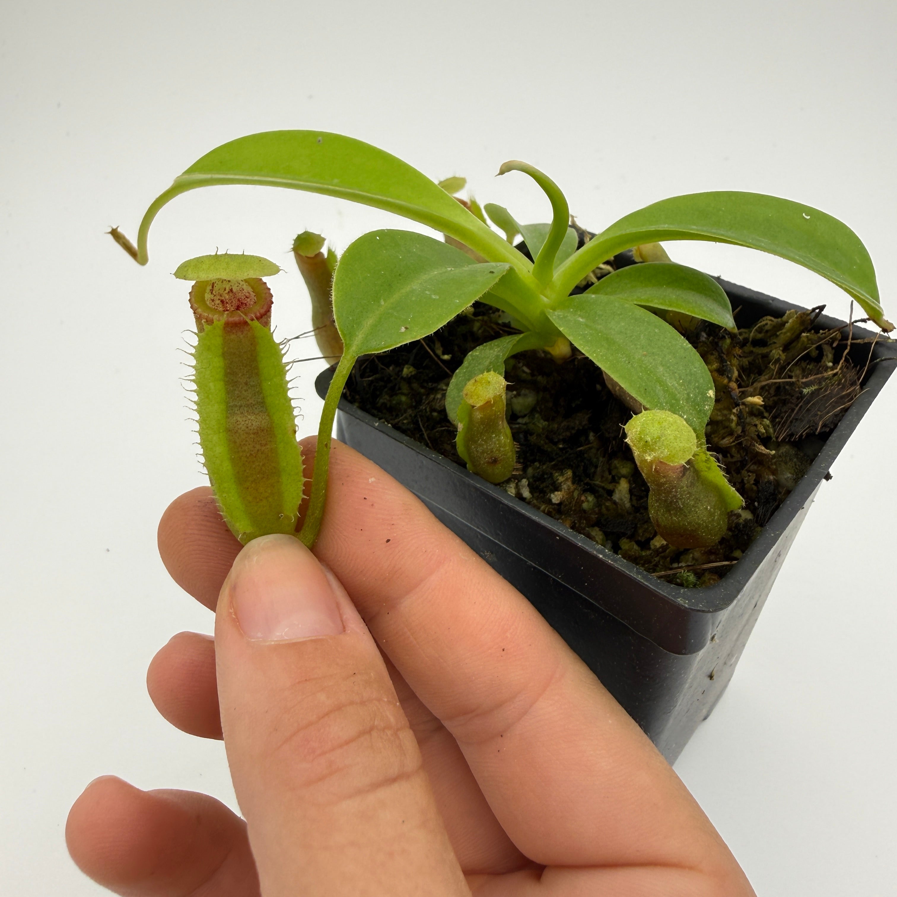 サボテン Nepenthes (spathulata x jacquelineae) x macrophylla, CAR-1103