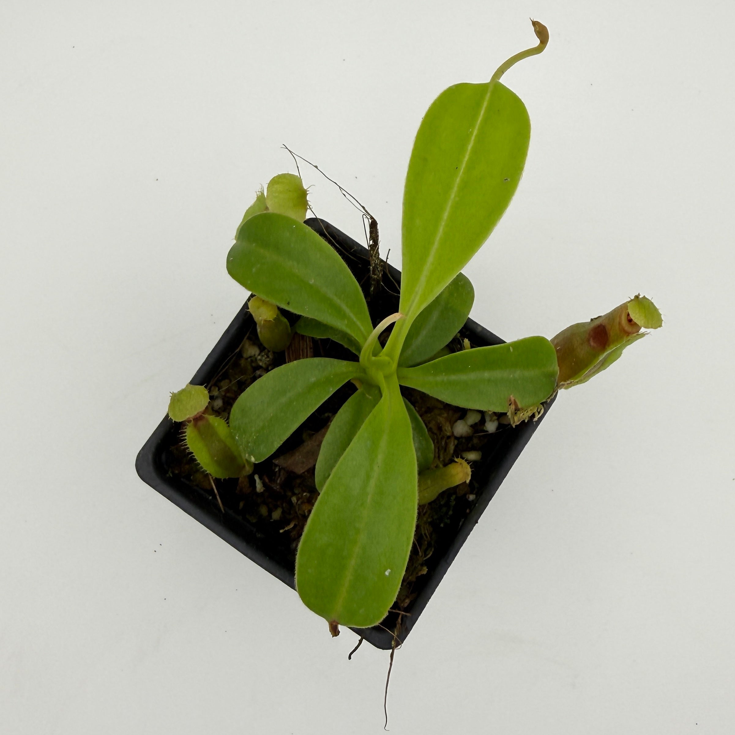 Nepenthes (spathulata x jacquelineae) x macrophylla, CAR-1103