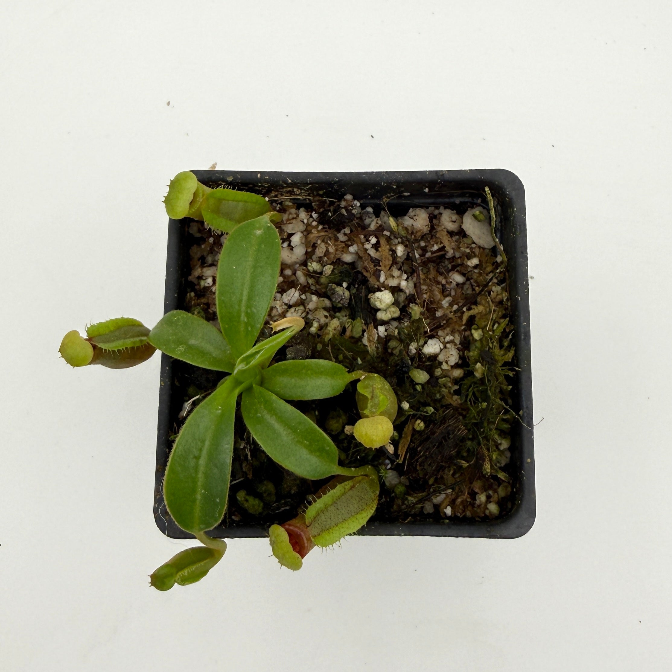 Nepenthes (spathulata x jacquelineae) x macrophylla, CAR-1103