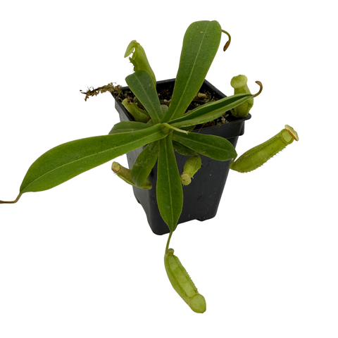 Nepenthes spectabilis EP x veitchii Cobra, CAR-1108