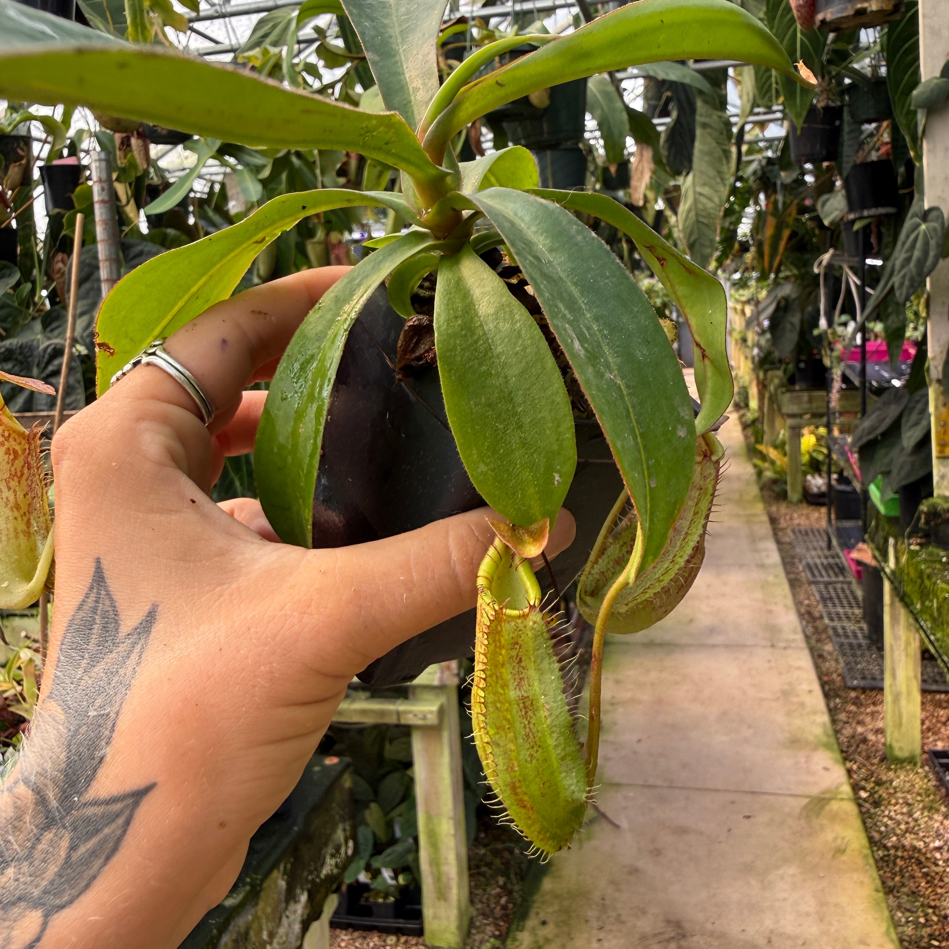 capucine 出品 Nepenthes spectabilis x adrianii, CAR-1109 – Carnivero