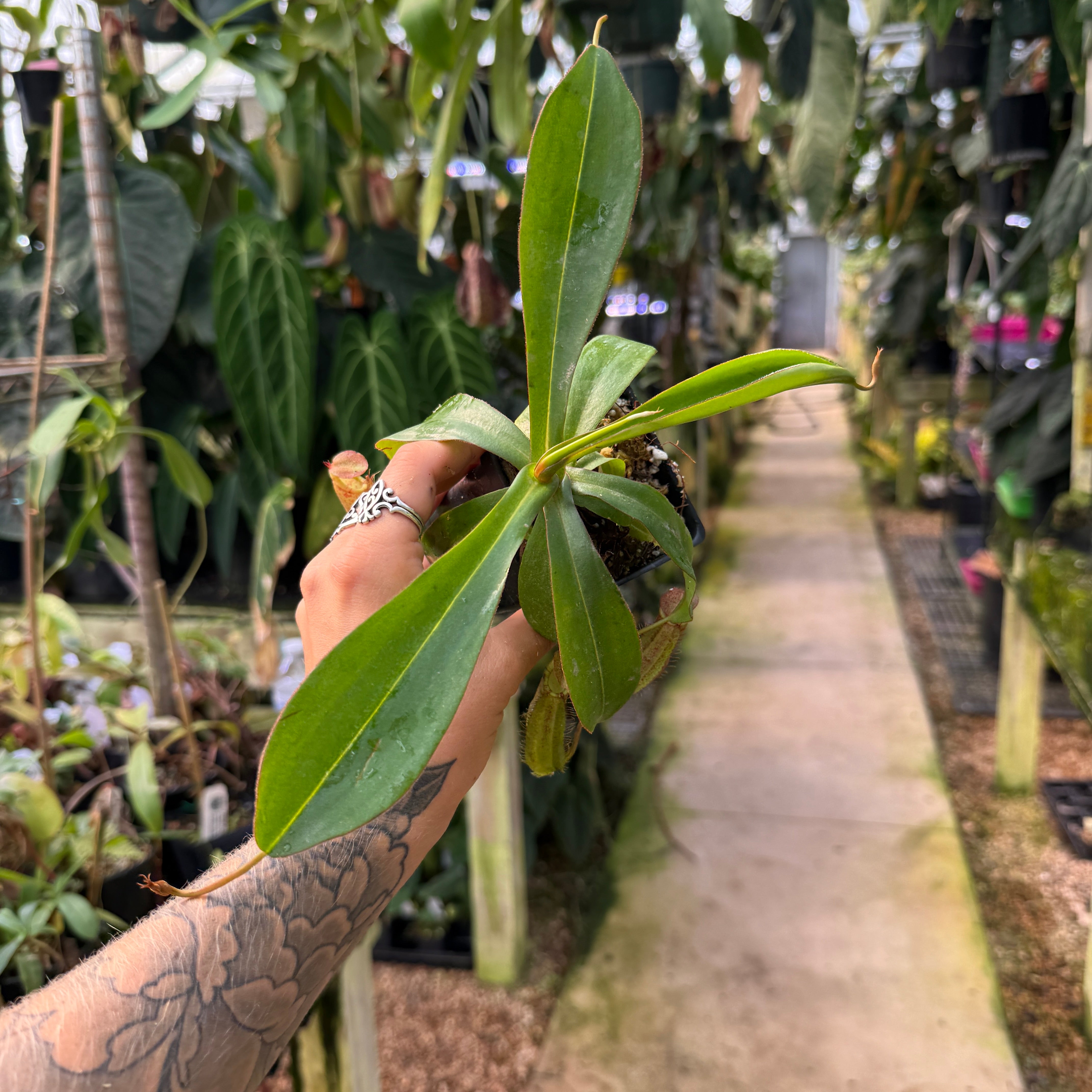 Nepenthes spectabilis x adrianii, CAR-1109 – Carnivero