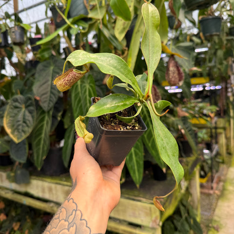 A hand with a floral tattoo holds a small potted Nepenthes pitcher plant in a black square nursery pot, set against a busy greenhouse background filled with other plants.