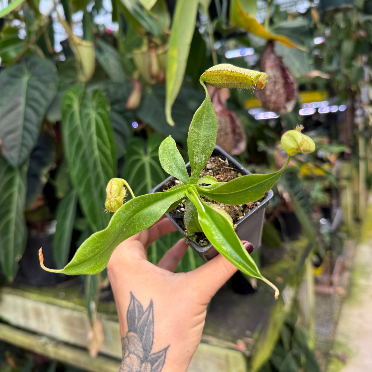 A hand with a floral tattoo holds a small potted Nepenthes pitcher plant in a greenhouse, surrounded by other tropical foliage.