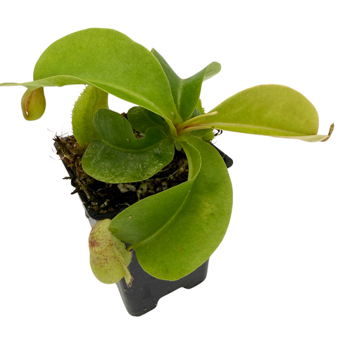potted nepenthes