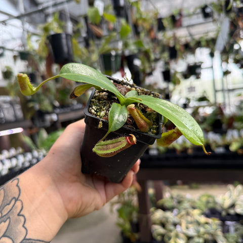 A hand with a floral tattoo holds a small potted carnivorous plant, likely a Nepenthes, in a black plastic nursery pot. The background is a blurry greenhouse setting filled with other plants and pots.
